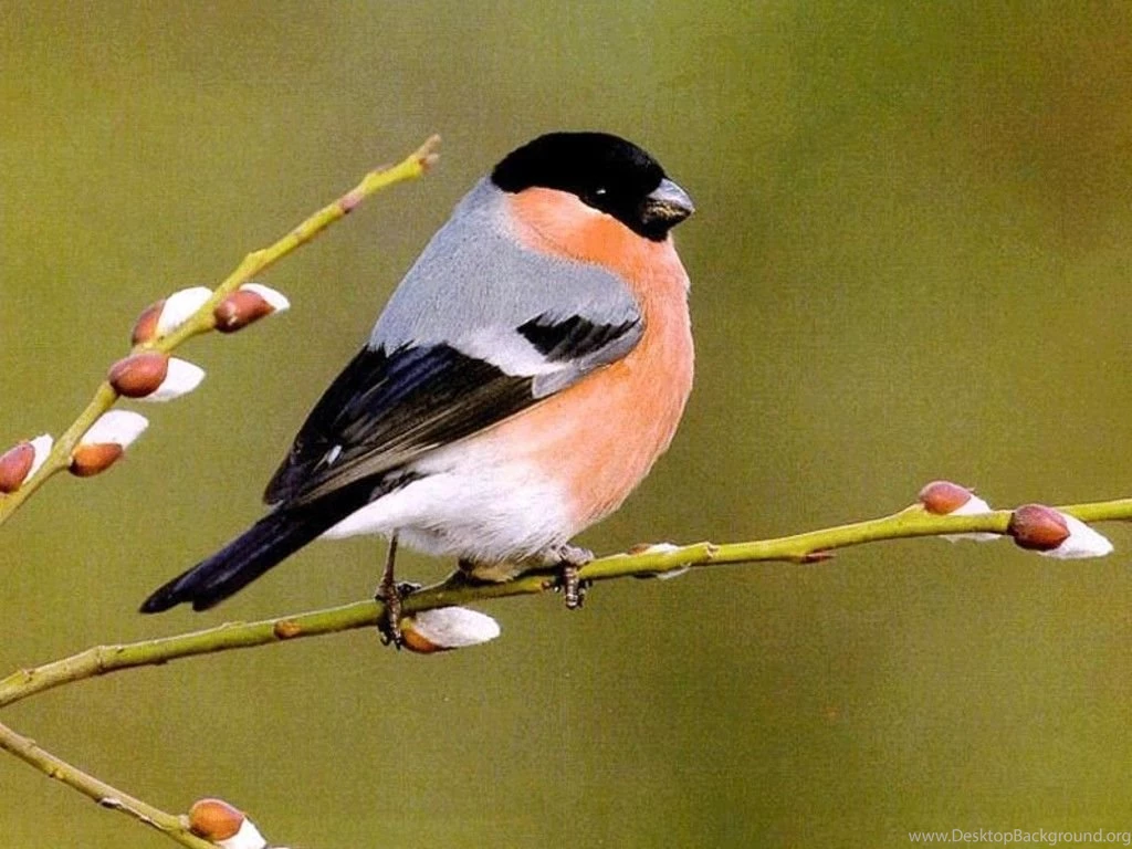 Bird Desktop Free Wallpapers Zibrato