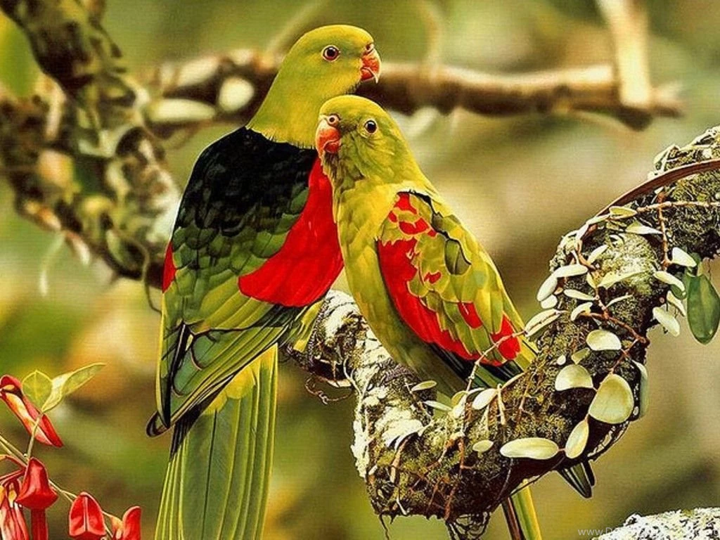 Birds Wallpapers Hd Wallpapers