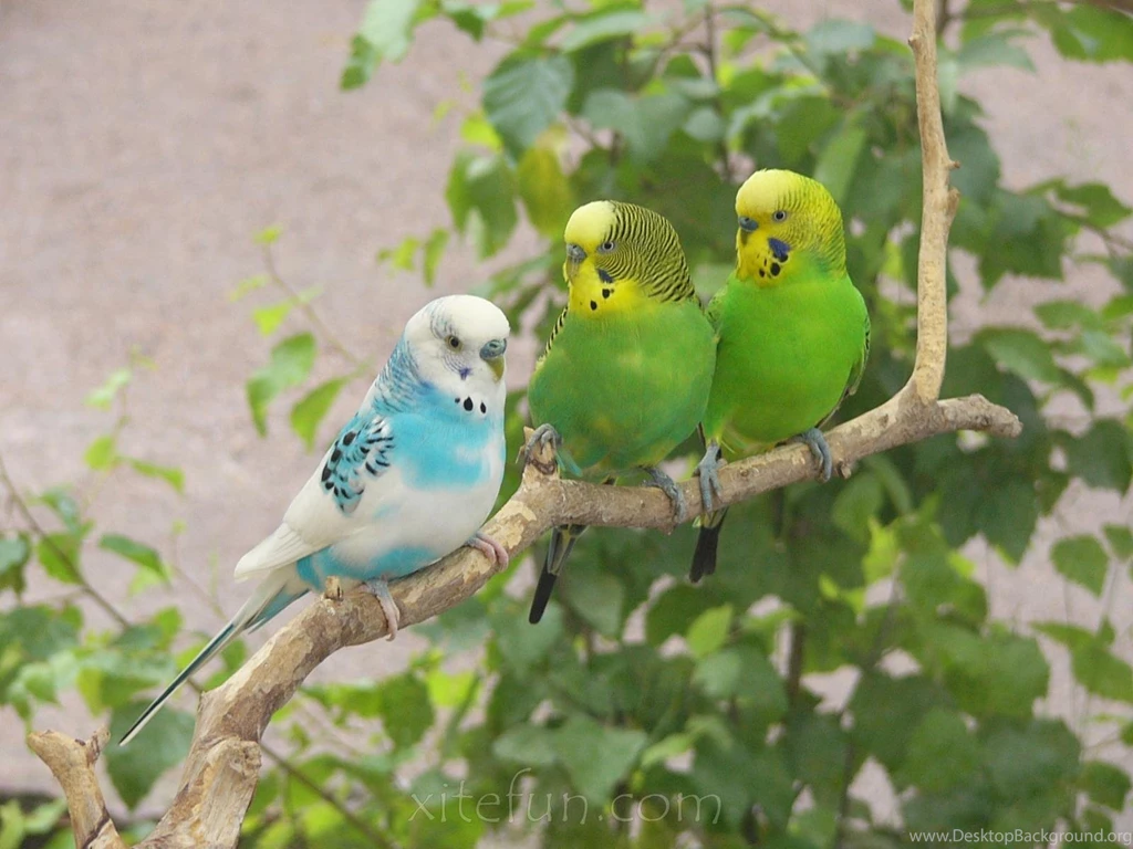 Beautiful Birds Desktop Wallpaper, Beautiful Birds Images, New ...