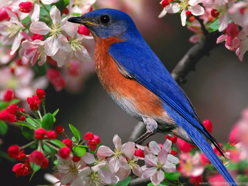 Daniel Sierra: Beautiful Birds Desktop Wallpapers For Free