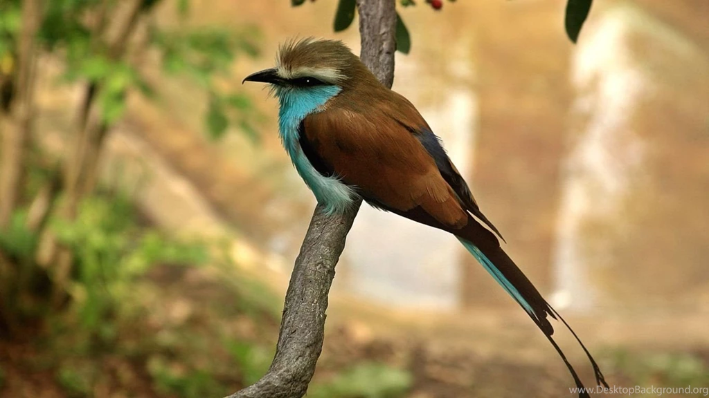 BIRD WALLPAPER DESKTOP WIN015   Wallpaperinside