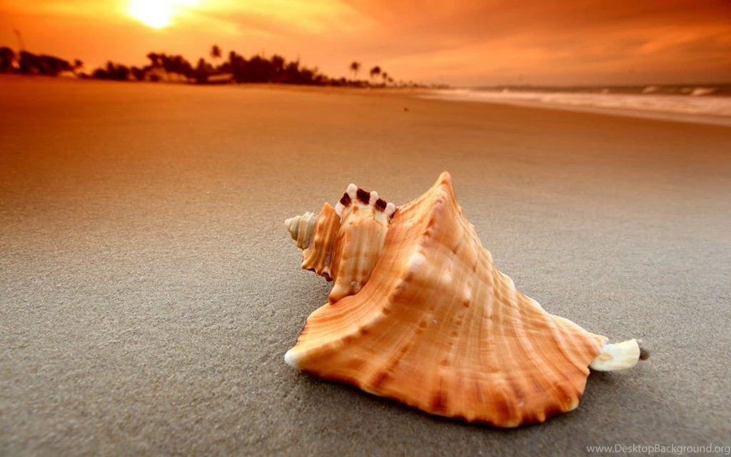 1280x800 Seashell Beach Sunset Wallpapers