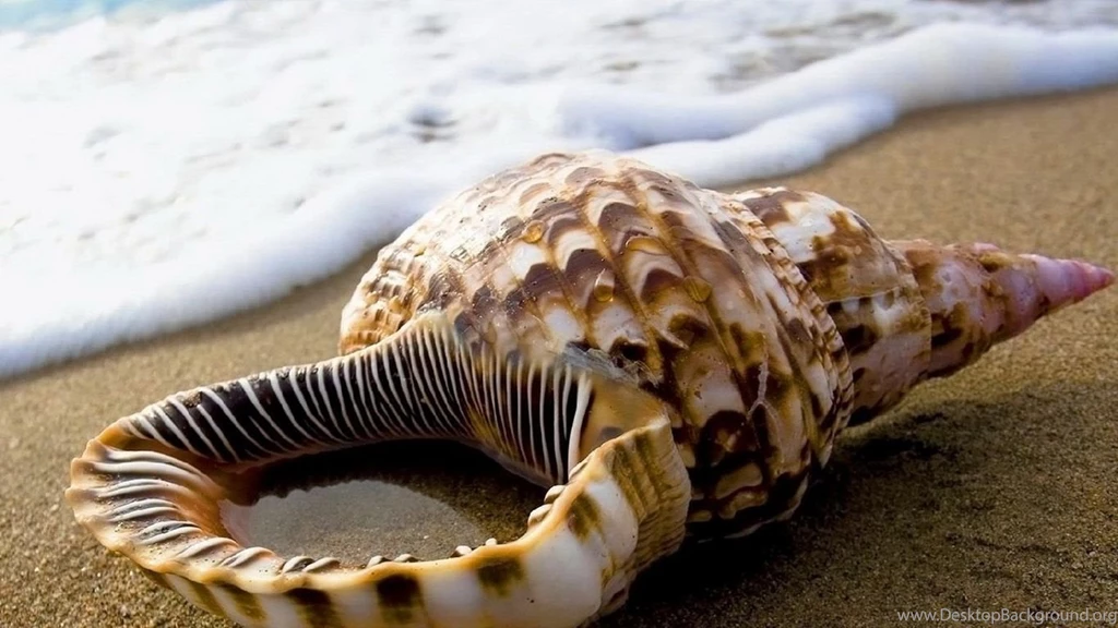 Seashell wallpaper.jpg