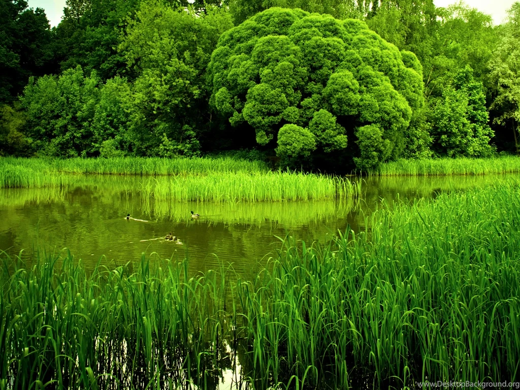 Computer Wallpapers: Wallpapers For Phones That Move