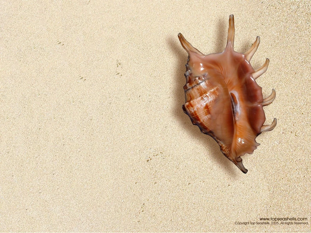 Sea Shell Of Topseashells : Specimen Seashells For Sale For Your ...