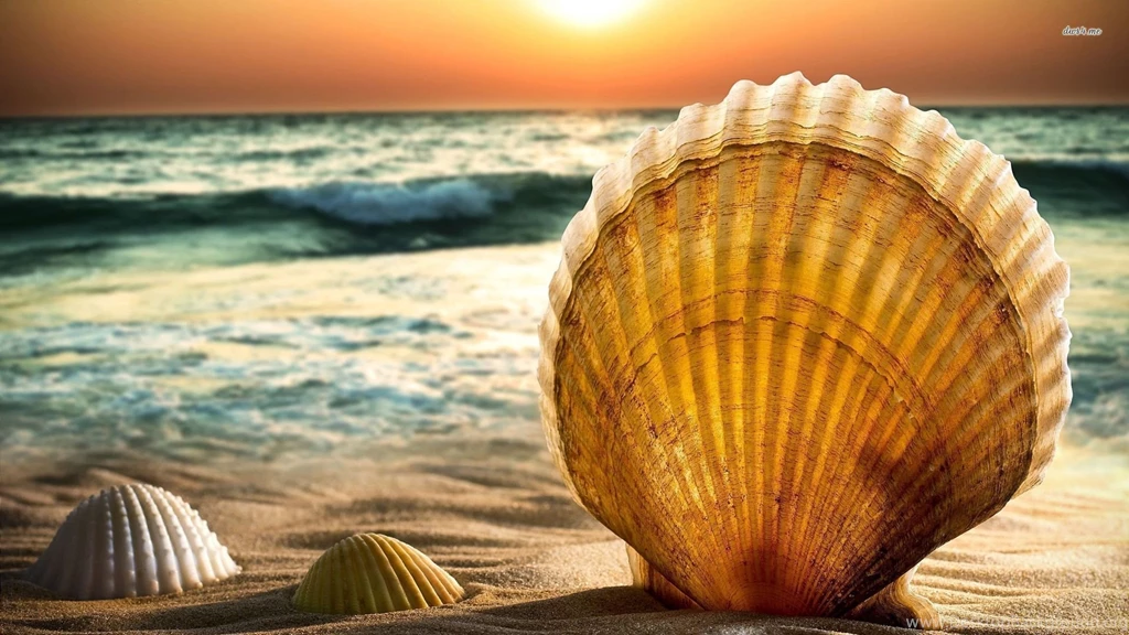 Shells In The Sunset Wallpapers