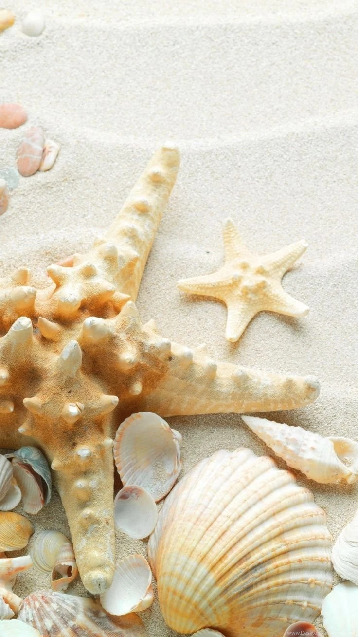 Seashell iPhone 6 Plus Wallpapers