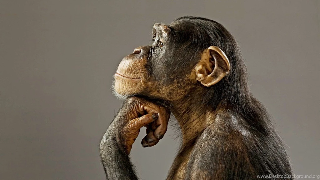 Chimpanzee wallpaper funny baBy.jpg