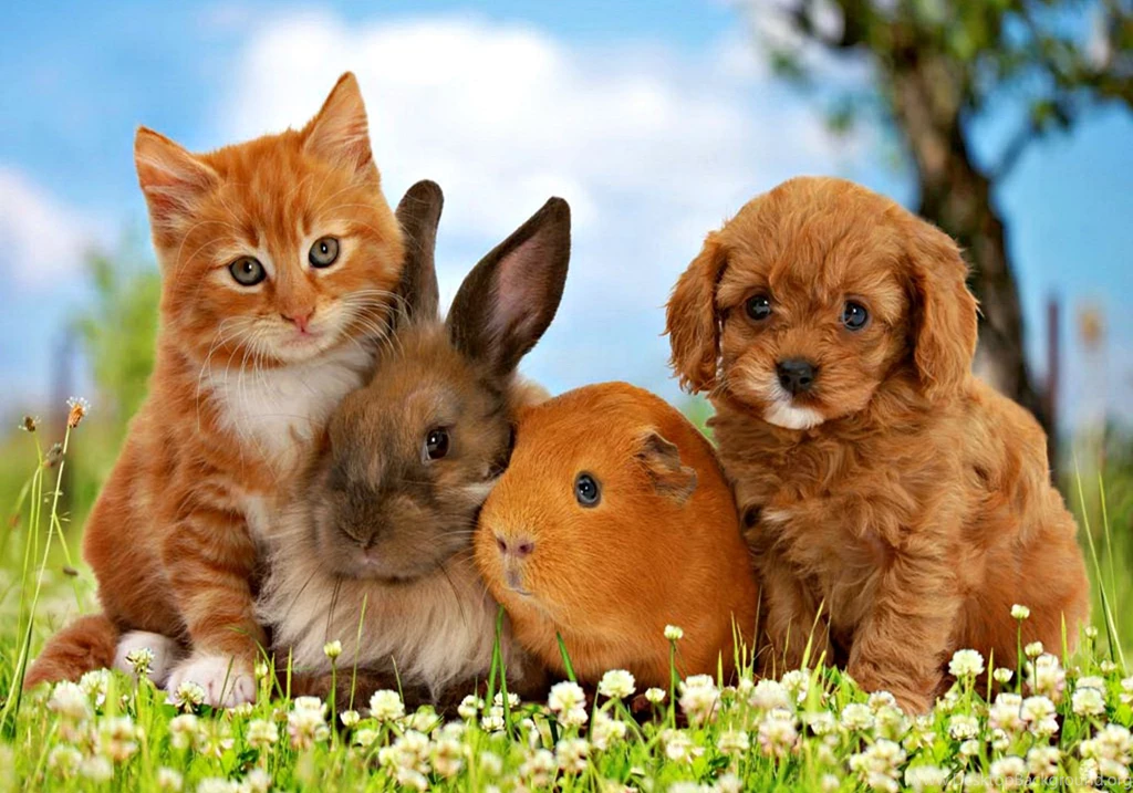 Pets Animals Wallpapers (38745689) Fanpop