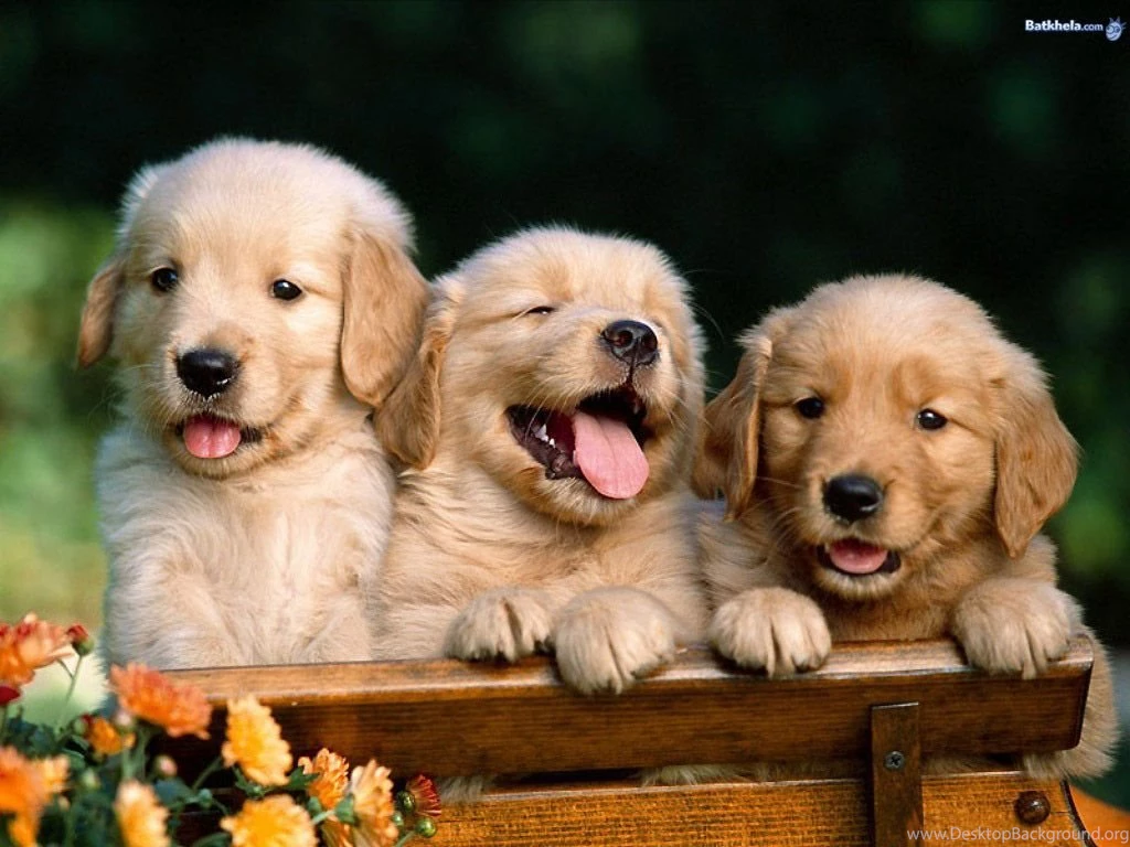 Cuteness! Dogs Wallpapers (248626) Fanpop