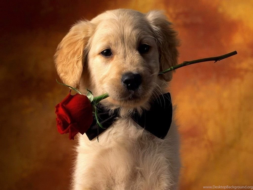 Puppy Babies Pets And Animals Wallpapers (16771657) Fanpop