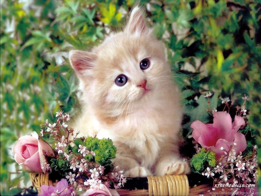 Animals Pets 1024x768 High Resolution Wallpapers