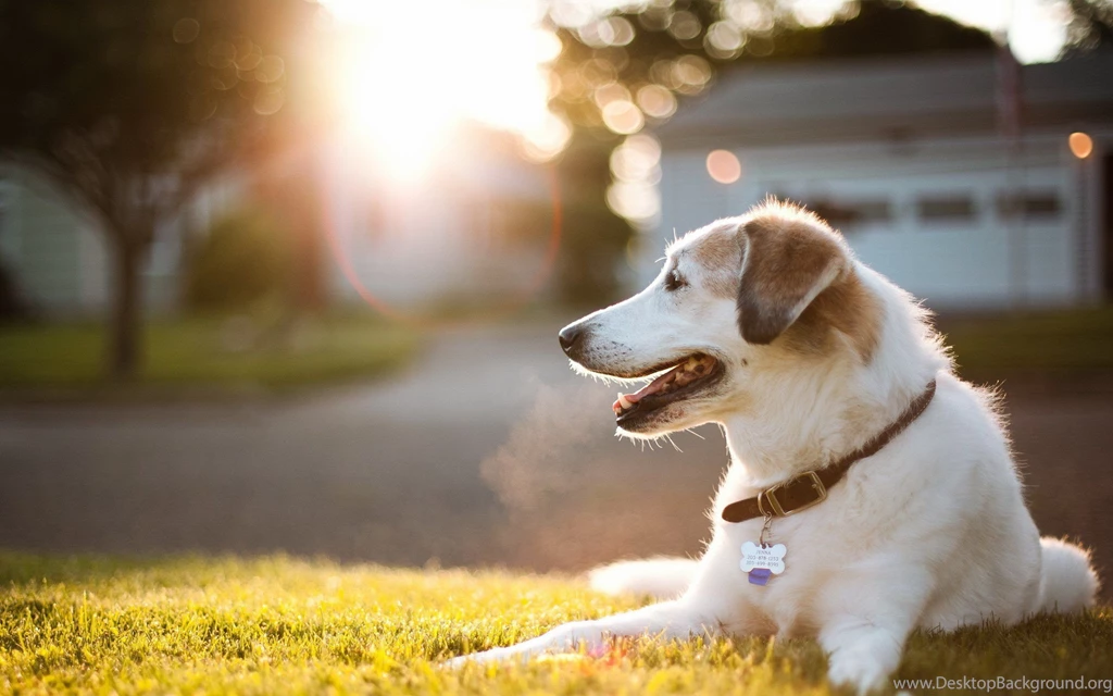 Animals Dogs Pets Wallpapers