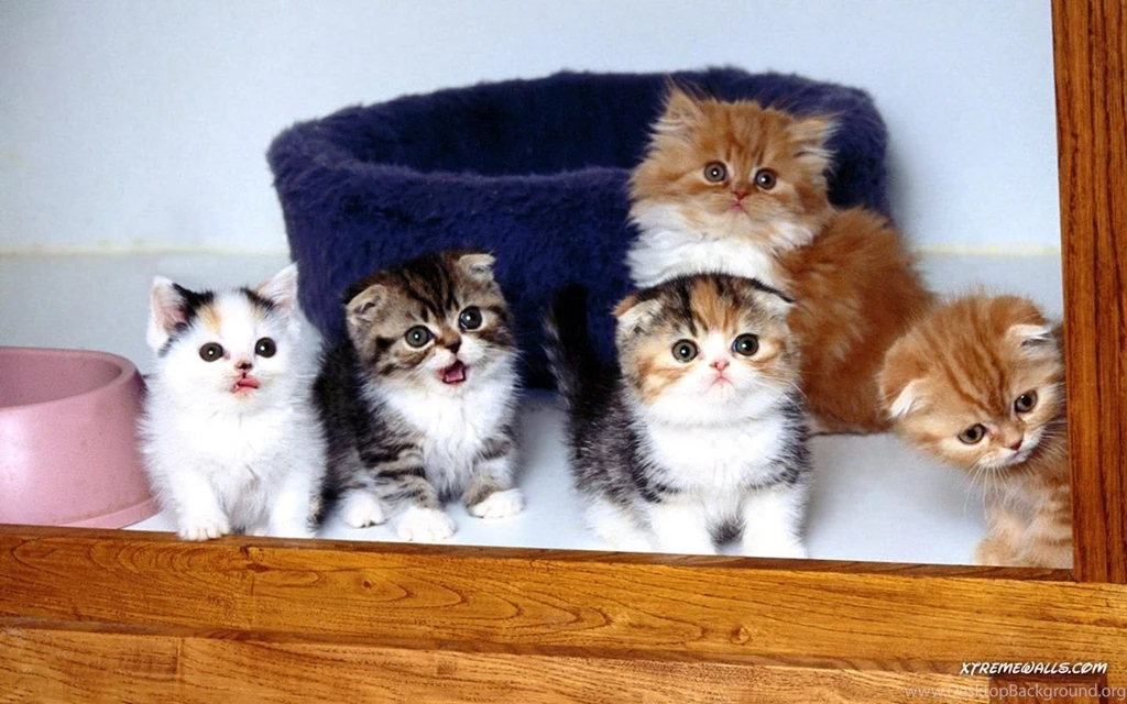Animals Pets 1280x800 High Resolution Wallpapers