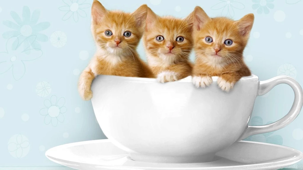 25 Cute Pets Photos Gallery Design Gab