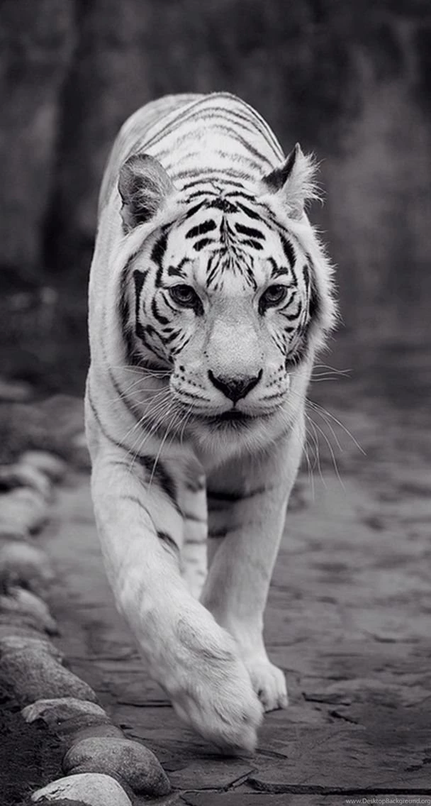 Be The King . Tiger Wallpapers . iPhone Lock Screen