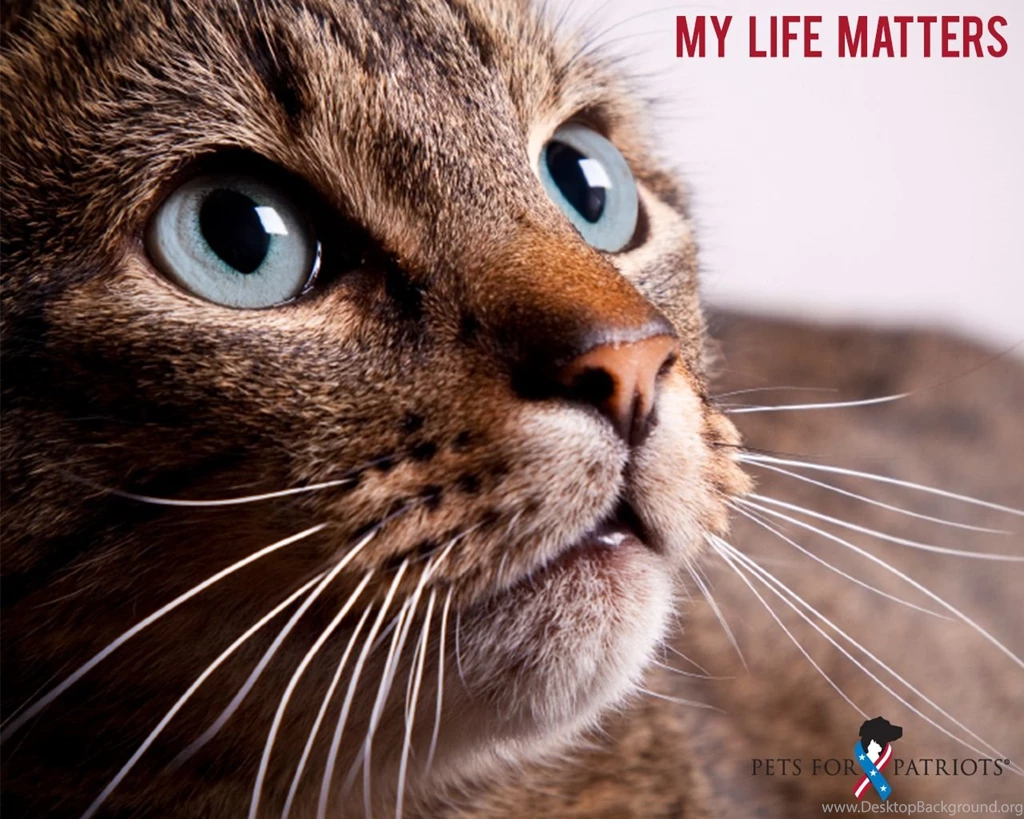 Free Pets For Patriots Wallpapers —