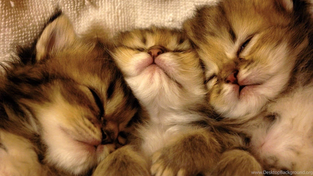 Cats Animals Sleeping Feline Kittens Pets Wallpapers
