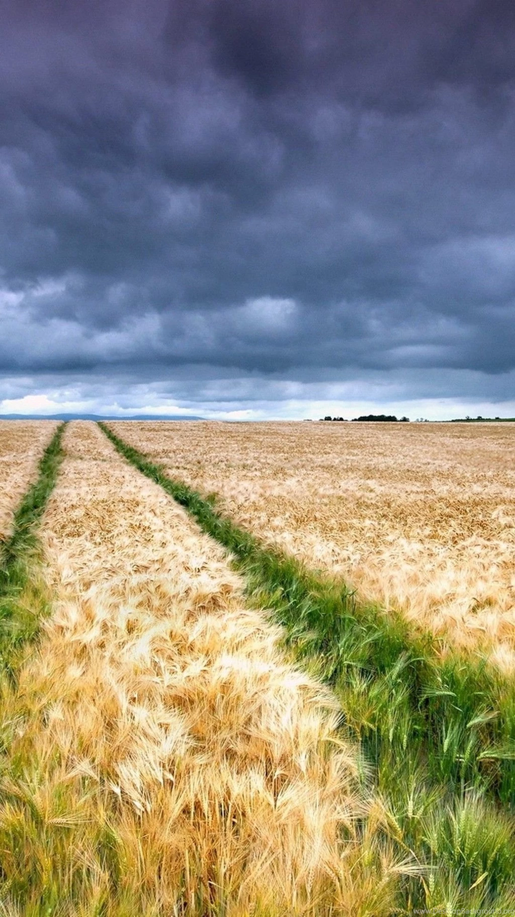 Path Through The Wheat Field Mobile Wallpapers 4656