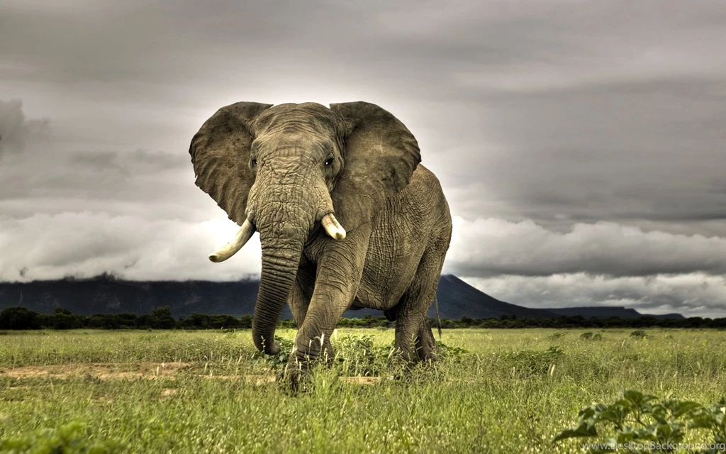 Desktop Hd Amazing Animal Pictures