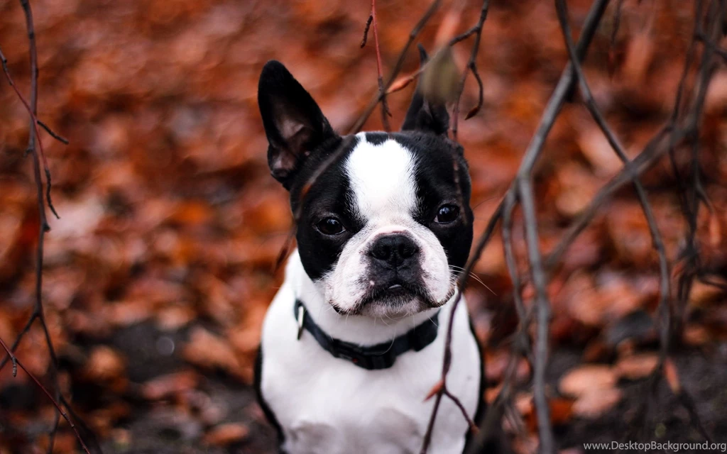 French Bulldog Computer Wallpapers, Desktop Backgrounds ...