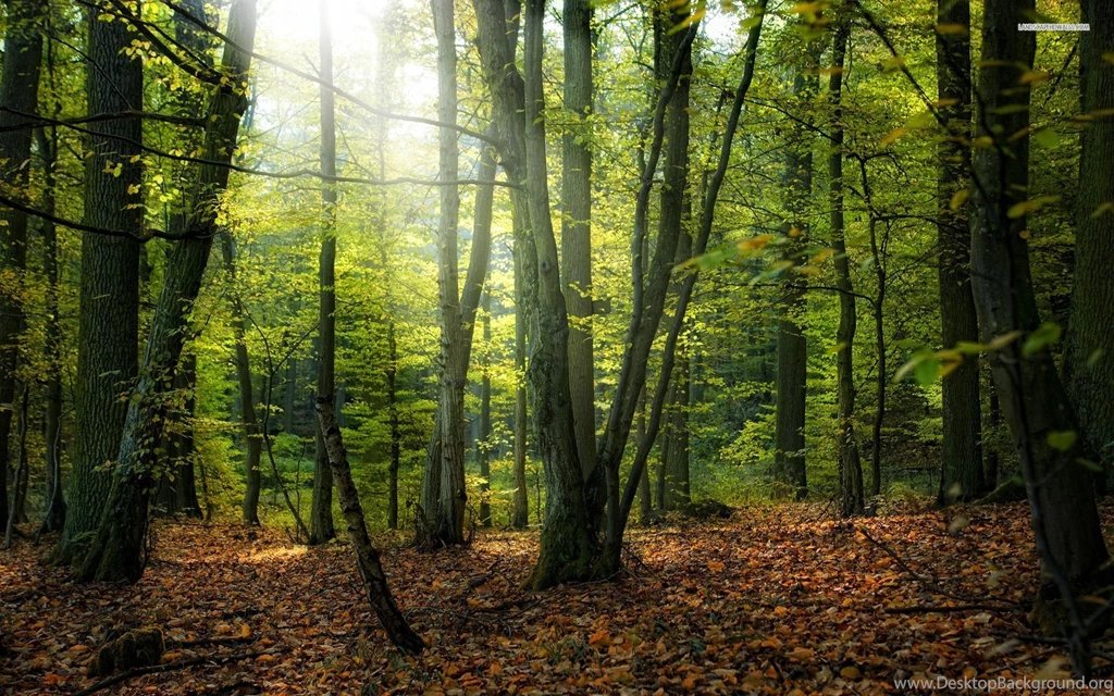 Beautiful And Calm Scenery In The Forest Wallpapers