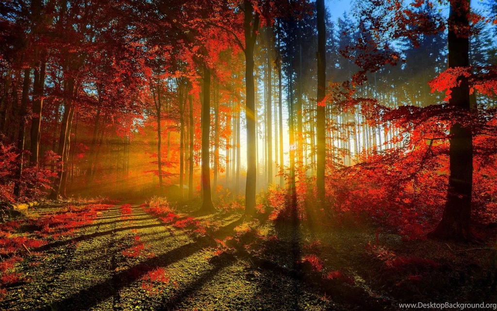 Forest Sunset 49639 Wallpapers Landscape Scenery Landscape Scenery