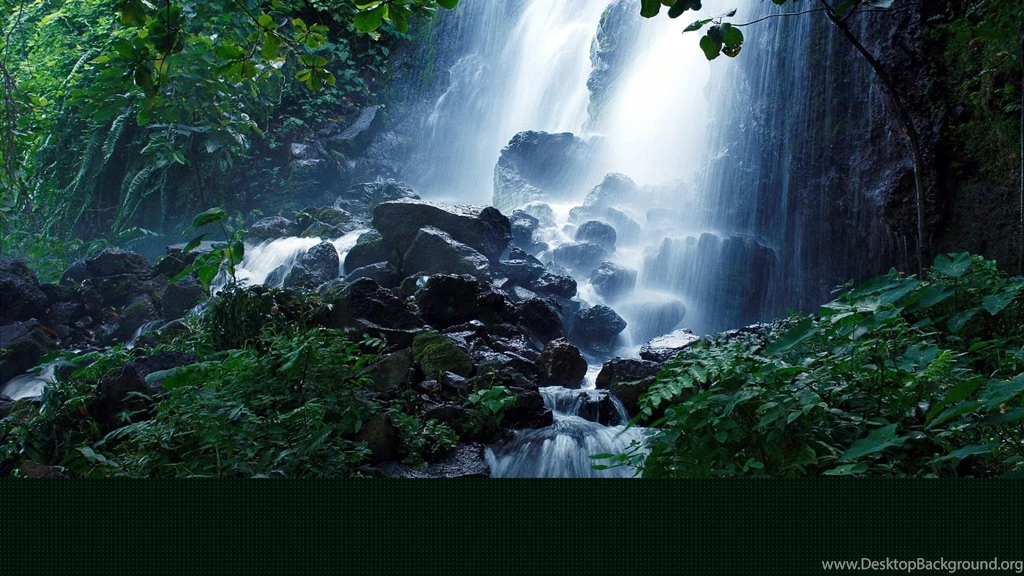 Scenic Forest Images 4.jpg