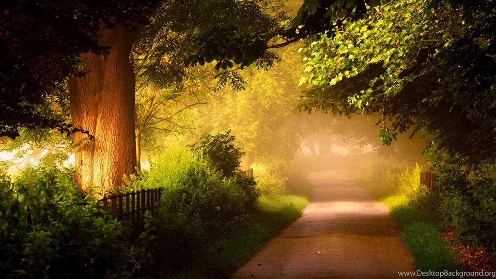 Nature, Forest, Trees, Roads, Scenery >> HD Wallpaper, Get It Now!