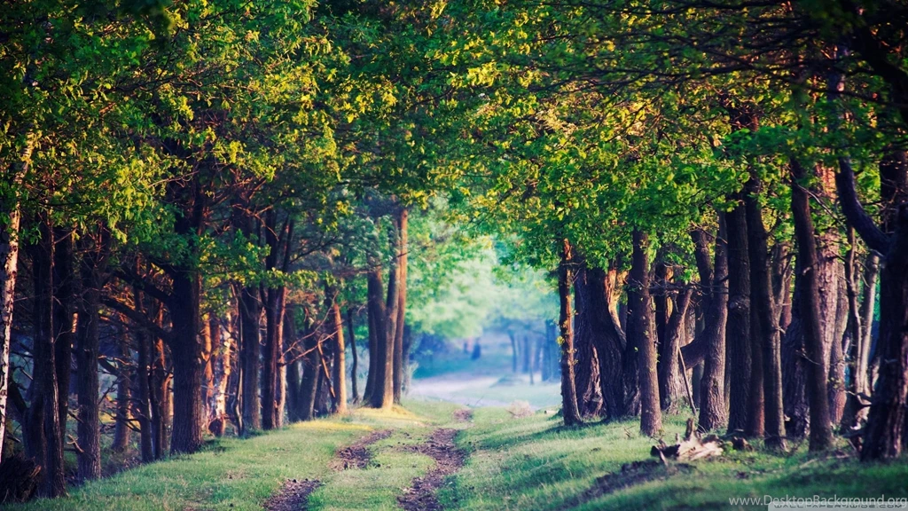 Forest/