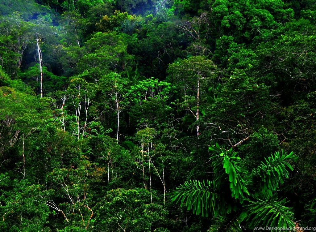 Beautiful Forest Scenery HD Wallpapers Zibrato