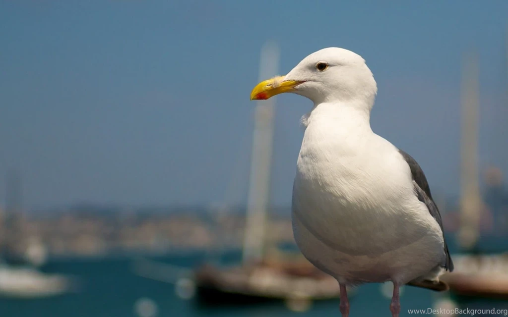 Seagull Desktop Wallpapers, Seagull Bird Pictures, New Wallpapers