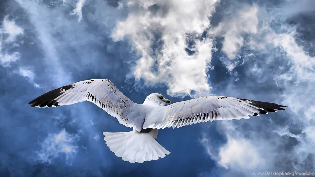 Download 1920x1080 Awesome Seagull Wallpapers