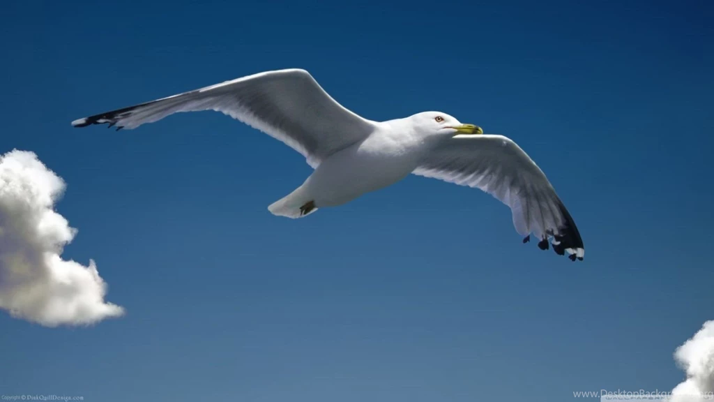 Seagull HD Desktop Wallpapers : Mobile : Dual Monitor