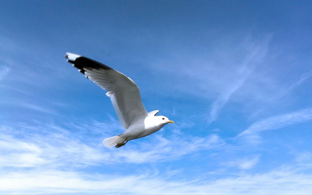 176 Seagull HD Wallpapers