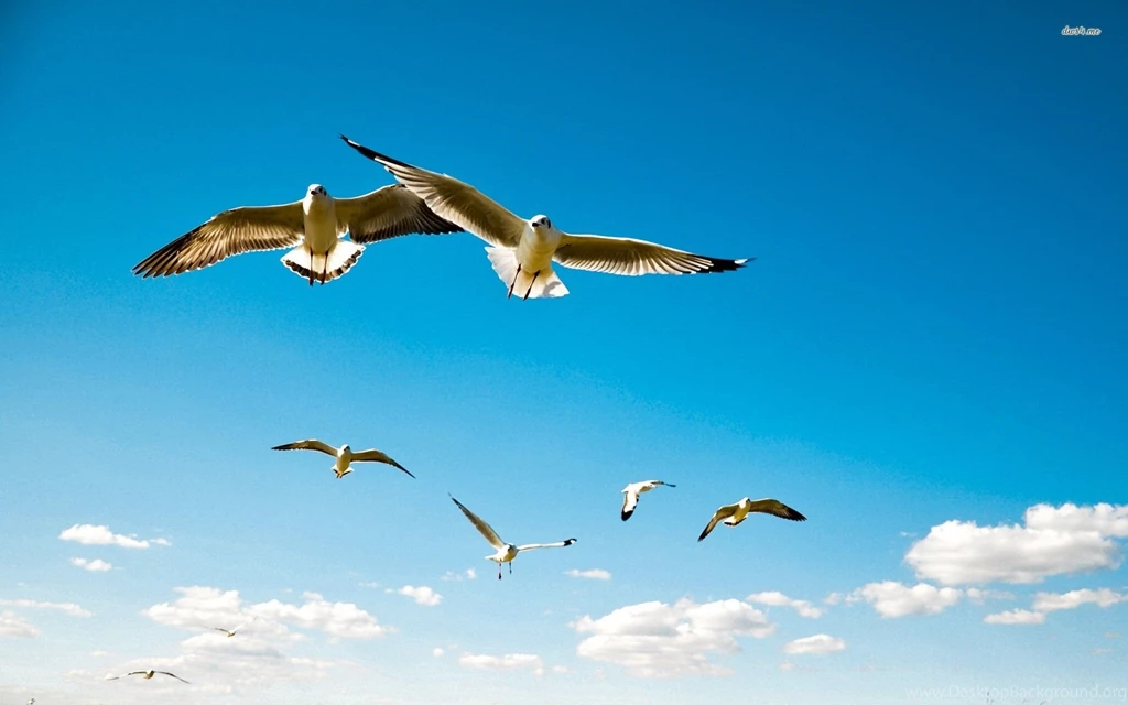 Seagulls Flying Wallpapers Animal Wallpapers