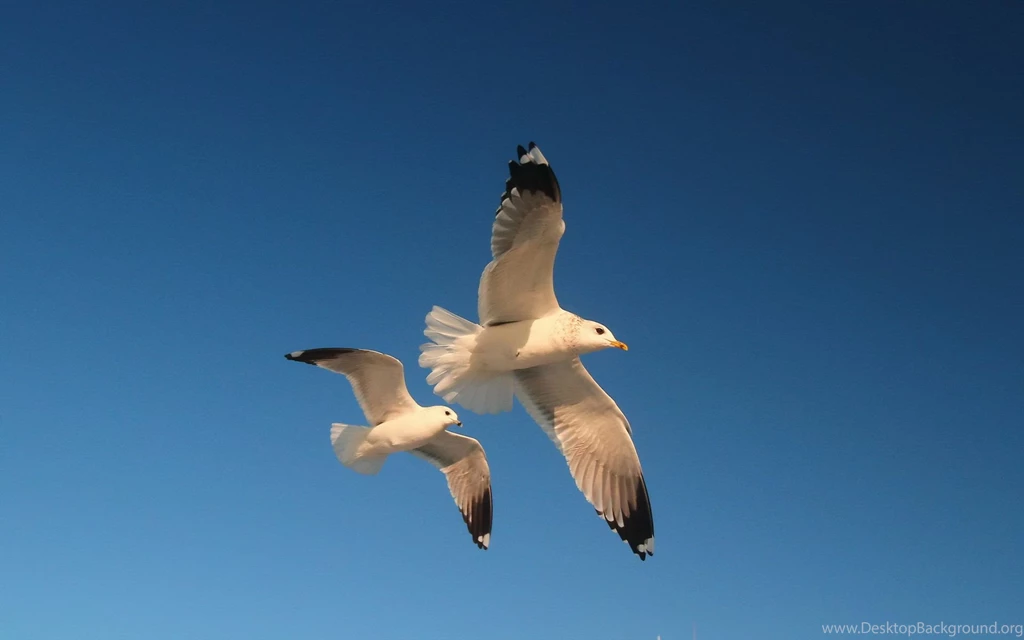 Seagull Computer Wallpapers, Desktop Backgrounds