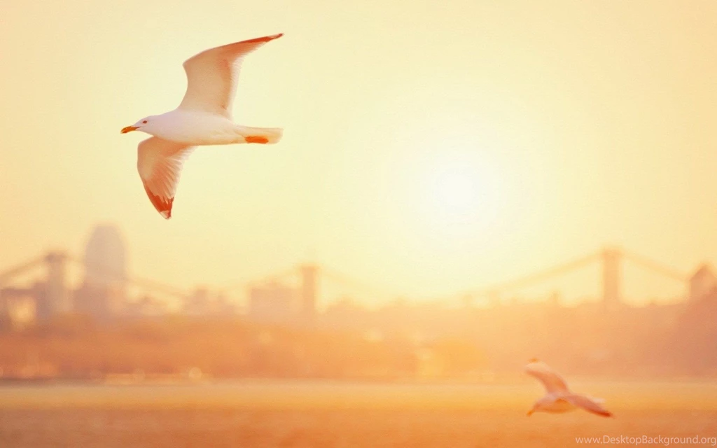 Seagull Full HD Wallpapers.jpg