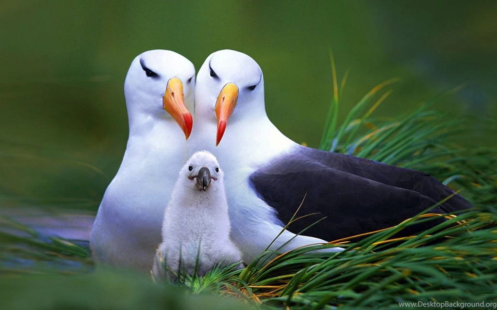 Seagull Family Wallpapers Free Wide HD Wallpapers