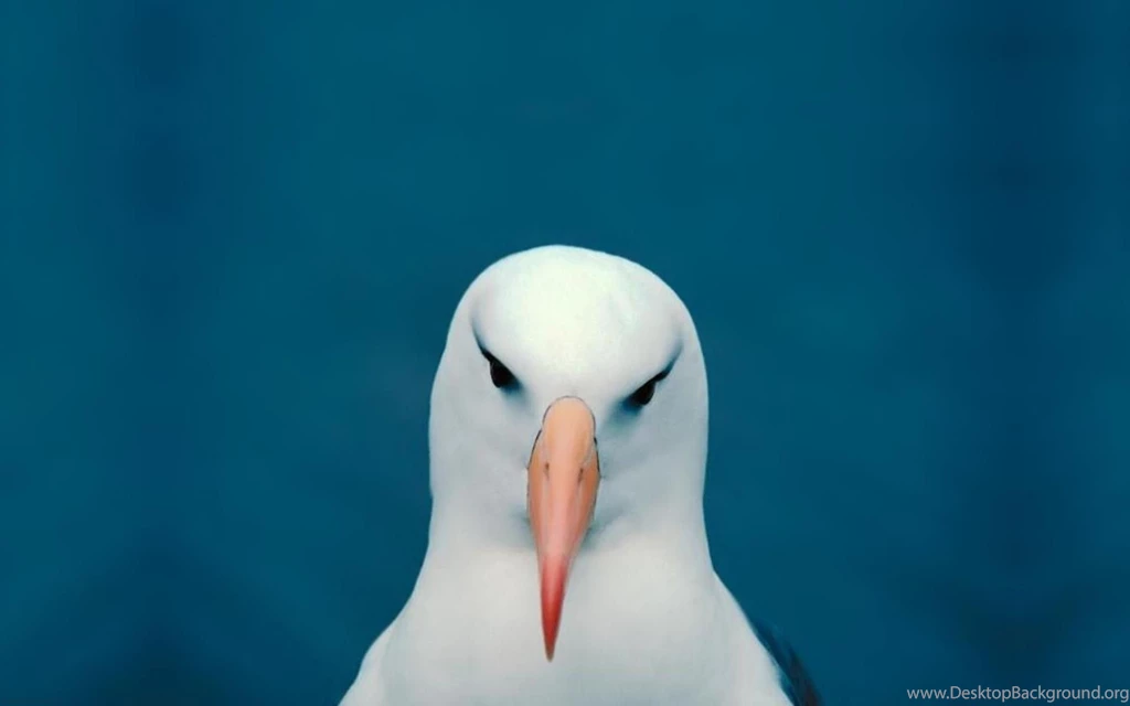WALLPAPER HD Seagull Bird Look Hd Wallpapers