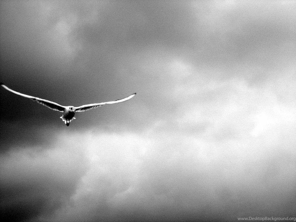 Seagull Wallpapers
