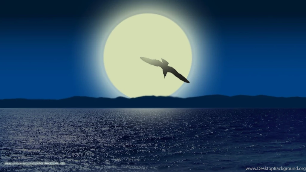 Seagull Computer Wallpapers, Desktop Backgrounds