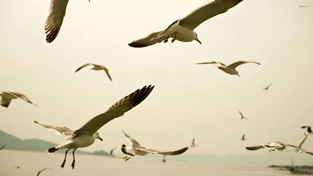 Seagulls Flying Wallpapers Animal Wallpapers