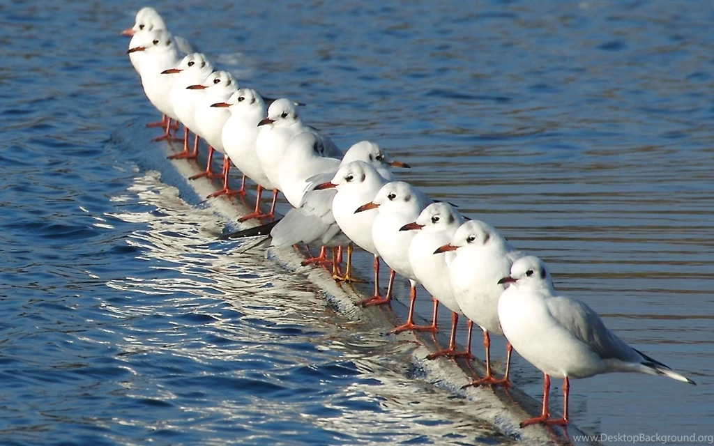 White, Flying, Seagull, Wallpaper, Bird, Widescreen, Birds ...