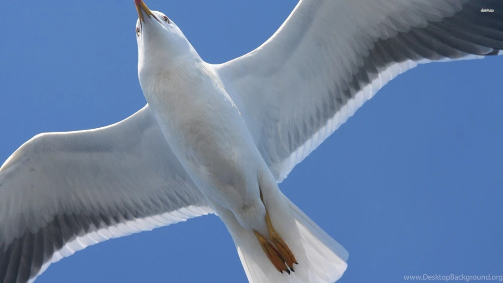 Seagull Wallpapers Animal Wallpapers