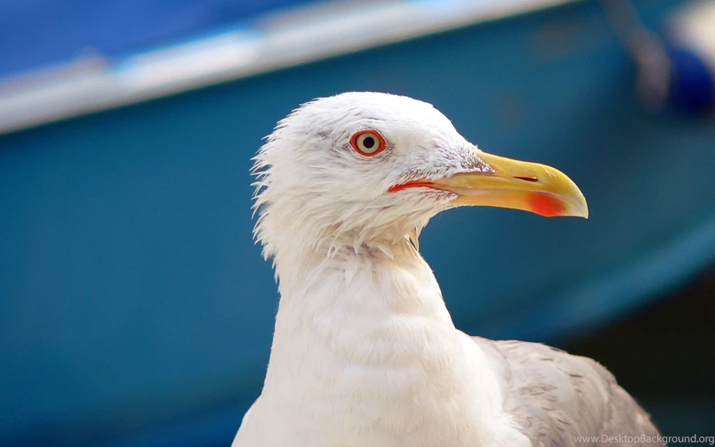 2560x1600 Seagull In Venice Desktop PC And Mac Wallpapers