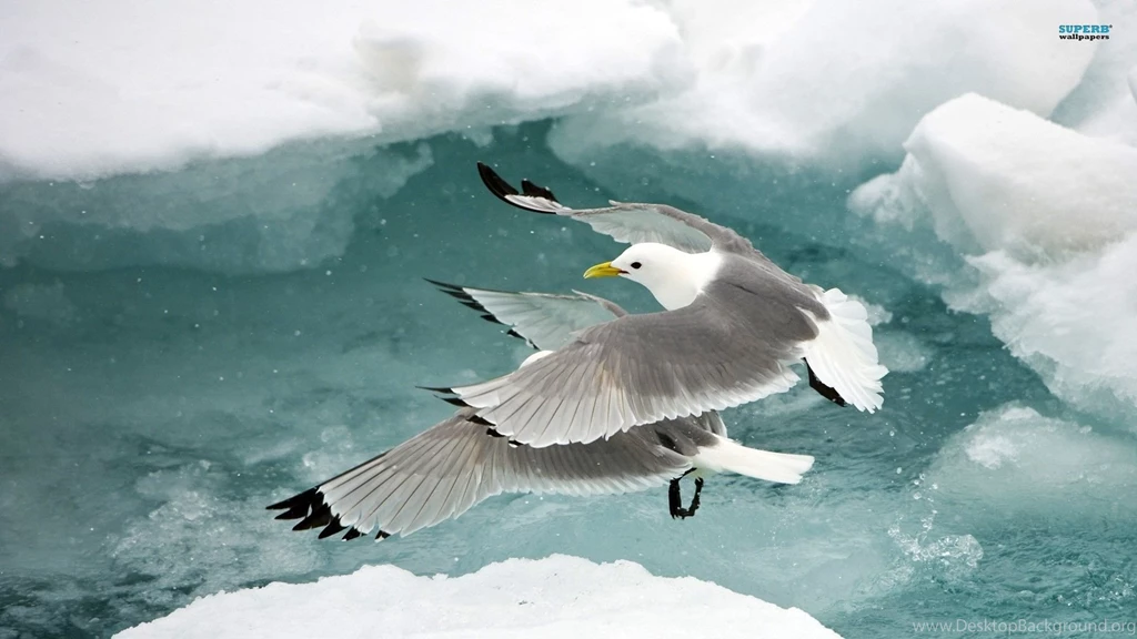 Penguins Wallpapers Animal Wallpapers