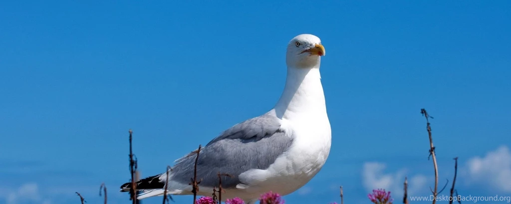 Download Wallpapers 2560x1024 Seagull, Bird, Sky, Color, Light Dual ...