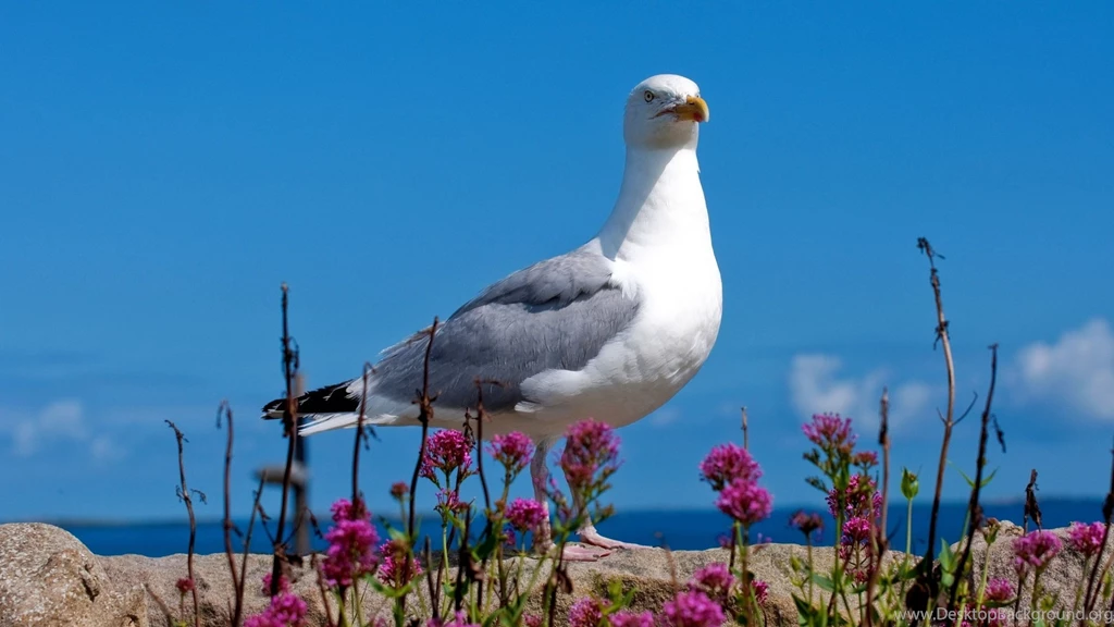 Download Wallpapers 3840x2160 Seagull, Bird, Sky, Color, Light 4K ...