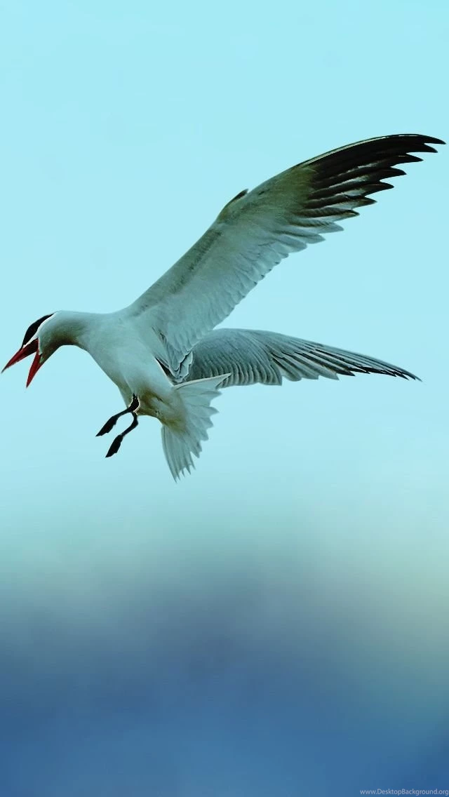 Seagull 5 iPhone 5s Wallpapers Download